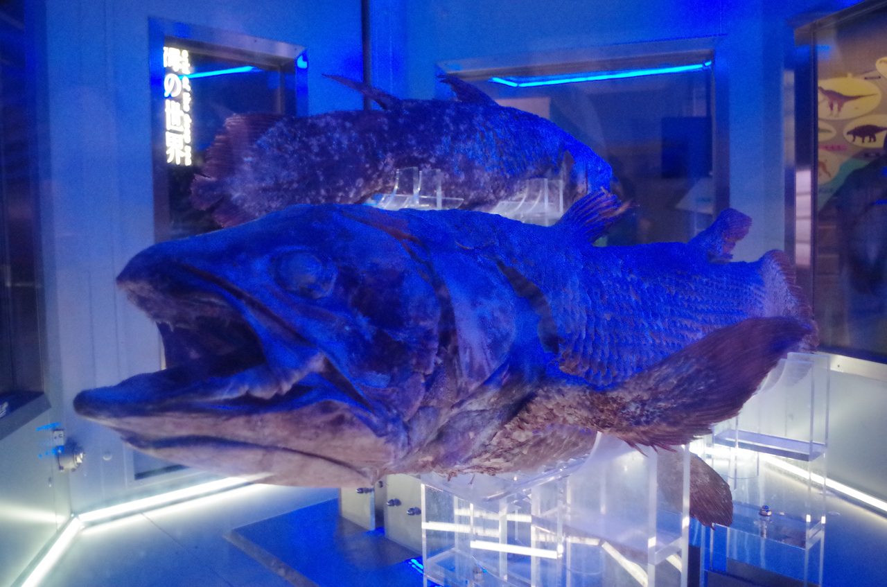 シーラカンスと会える沼津港深海水族館 - 藤元健太郎のフロントライン